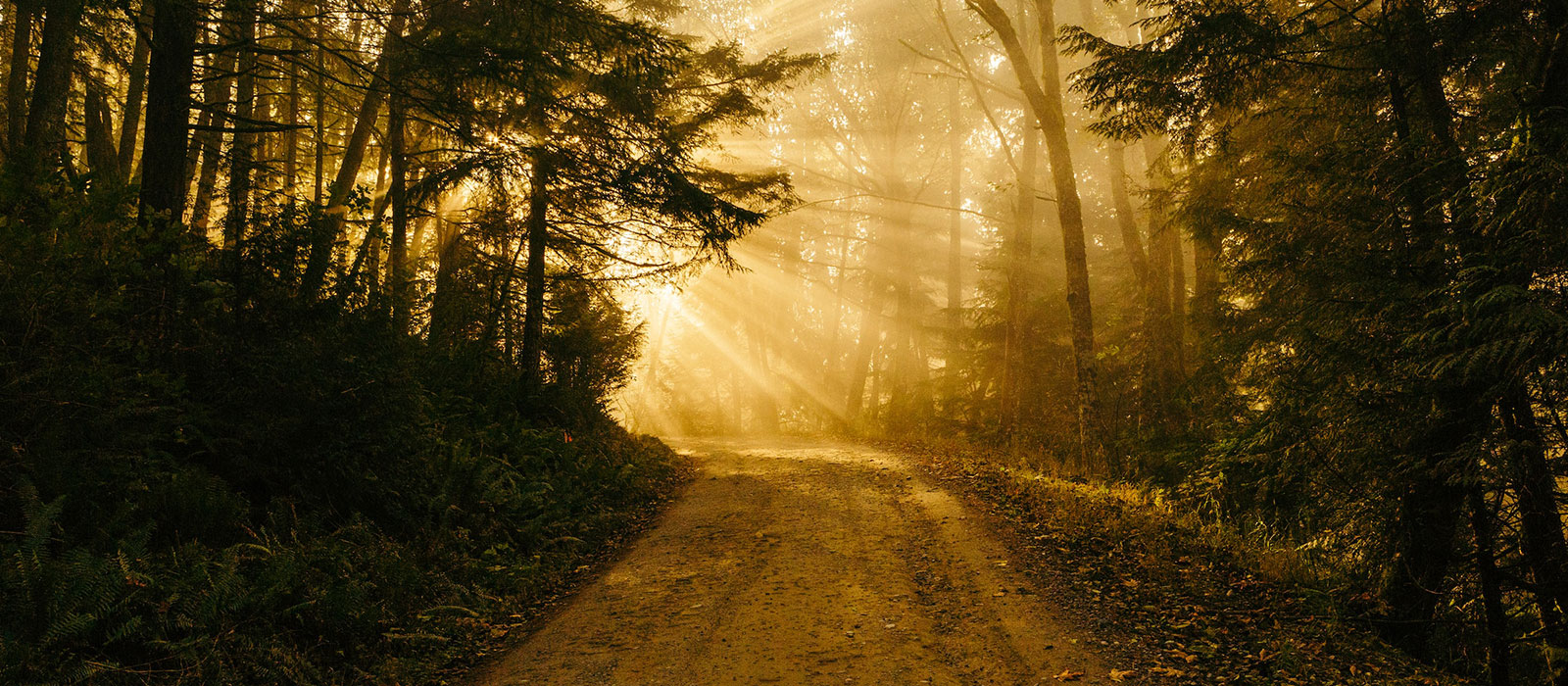 path to the light